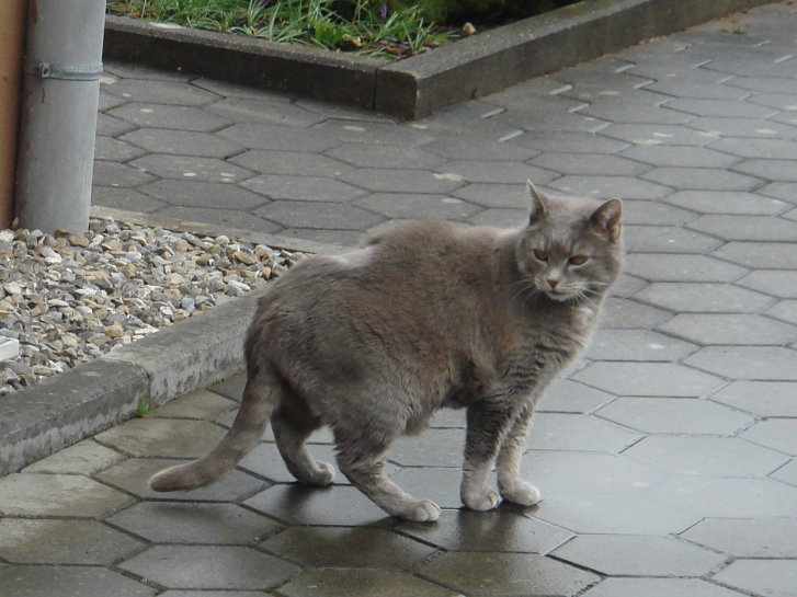 Picture of a cat / kitten / feline