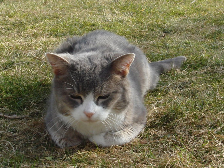 Picture of a cat / kitten / feline