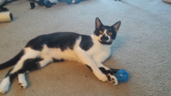 Picture of a cat / kitten / feline