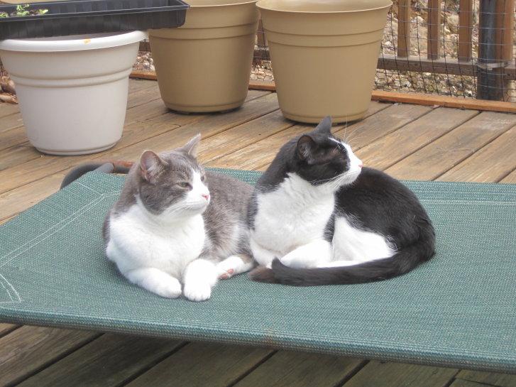 Picture of a cat / kitten / feline