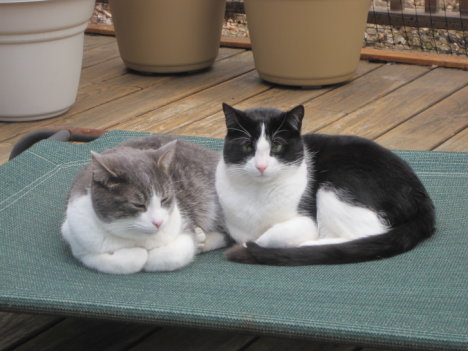 Picture of a cat / kitten / feline