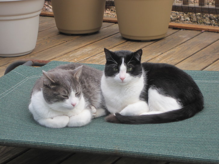 Picture of a cat / kitten / feline