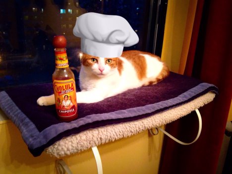 Picture of a cat / kitten / feline