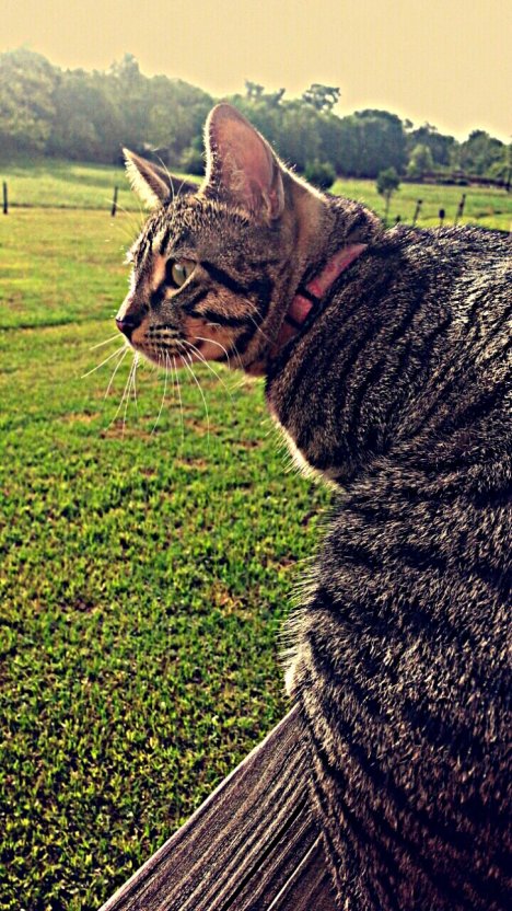 Picture of a cat / kitten / feline