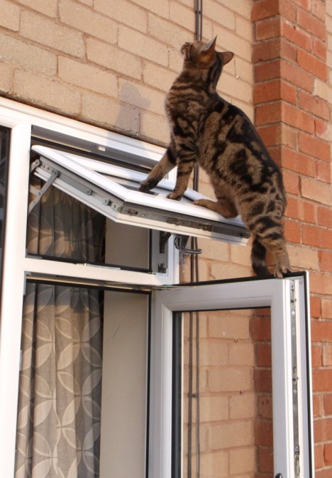 Picture of a cat / kitten / feline