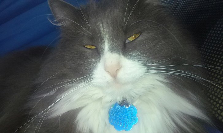 Picture of a cat / kitten / feline