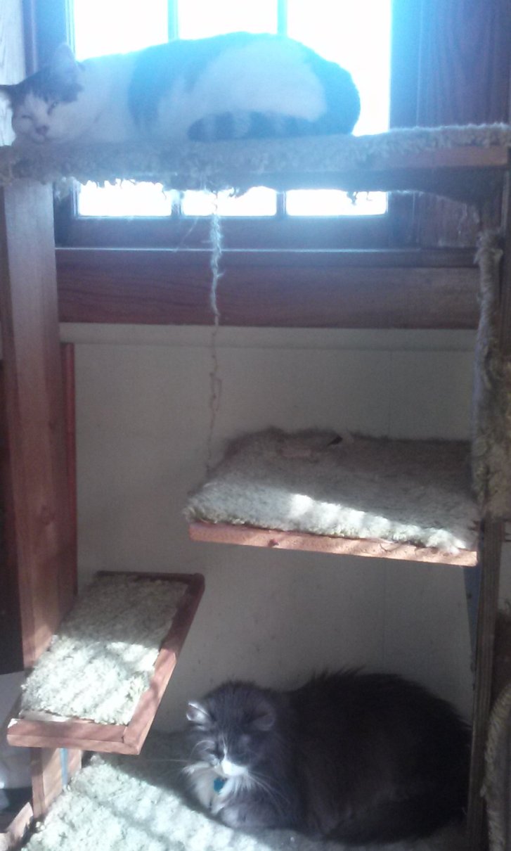 Picture of a cat / kitten / feline