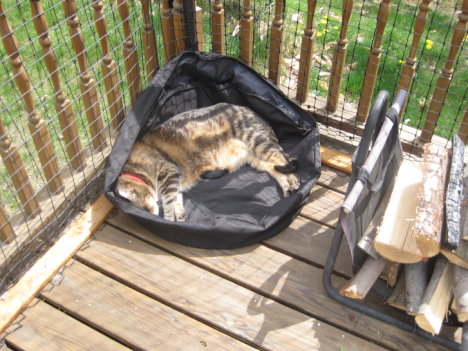 Picture of a cat / kitten / feline