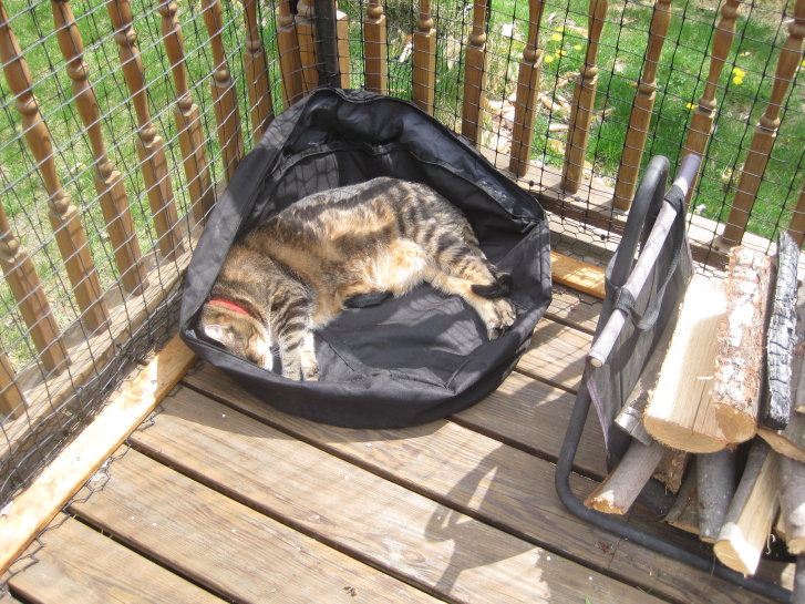 Picture of a cat / kitten / feline