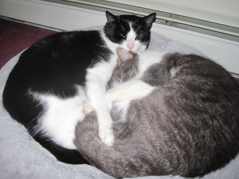 Picture of a cat / kitten / feline