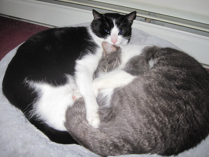 Picture of a cat / kitten / feline