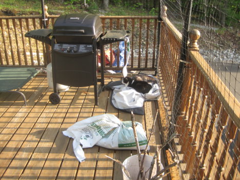 Picture of a cat / kitten / feline