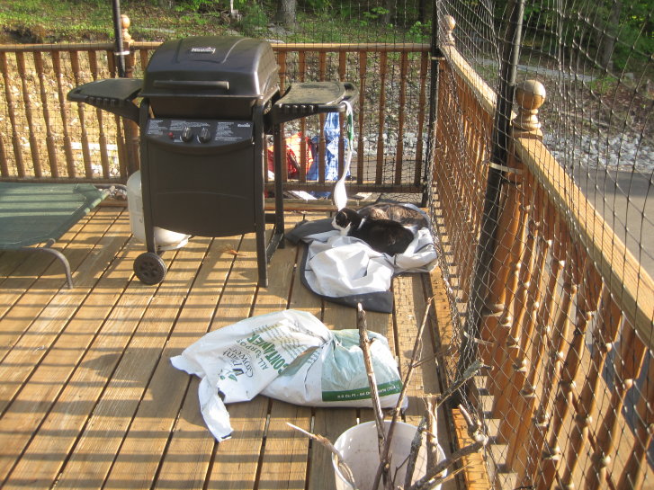 Picture of a cat / kitten / feline