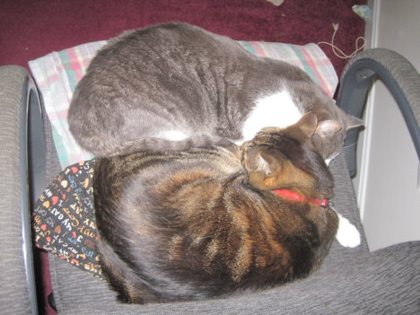 Picture of a cat / kitten / feline