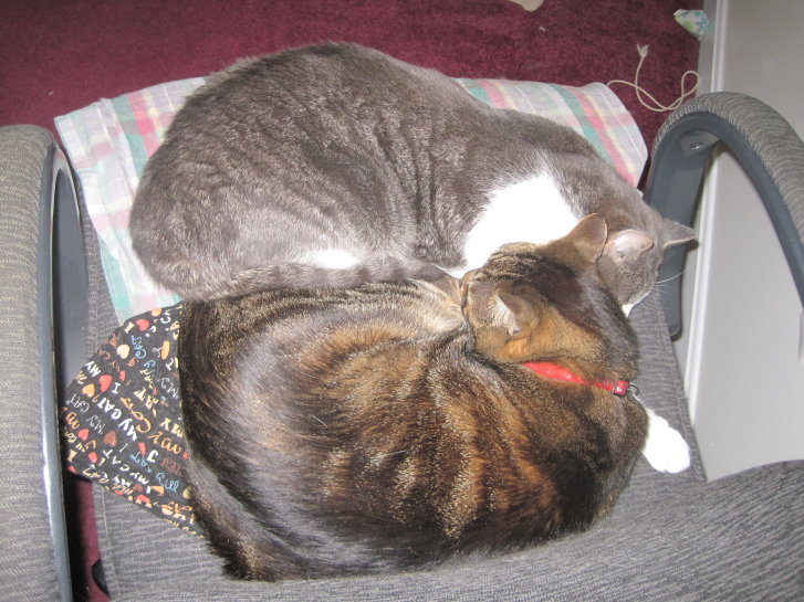 Picture of a cat / kitten / feline