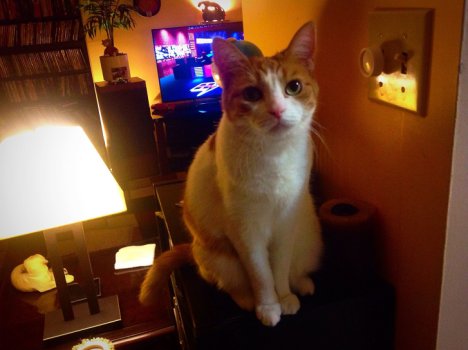 Picture of a cat / kitten / feline