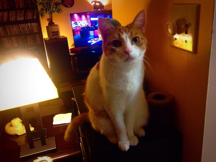 Picture of a cat / kitten / feline