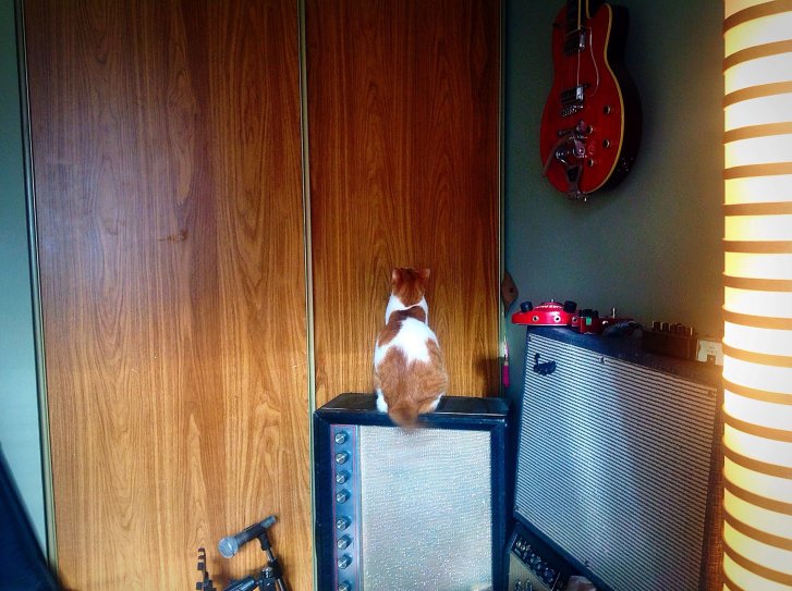 Picture of a cat / kitten / feline