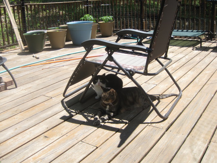 Picture of a cat / kitten / feline