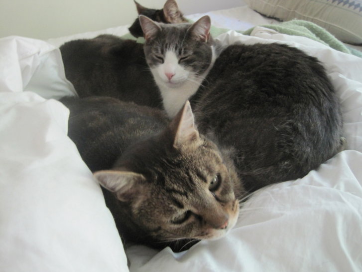 Picture of a cat / kitten / feline