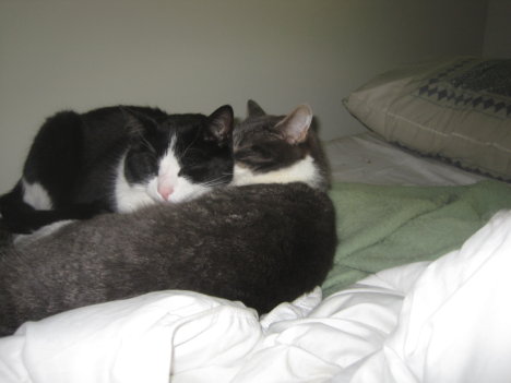 Picture of a cat / kitten / feline