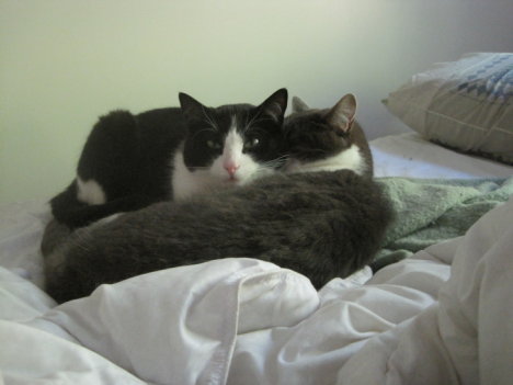 Picture of a cat / kitten / feline