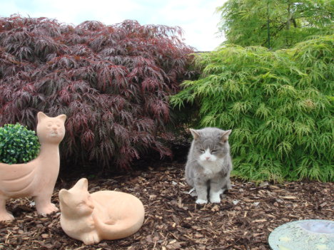 Picture of a cat / kitten / feline