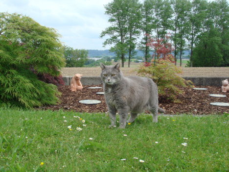 Picture of a cat / kitten / feline