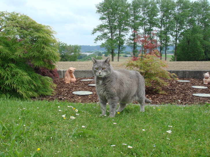 Picture of a cat / kitten / feline