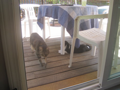 Picture of a cat / kitten / feline