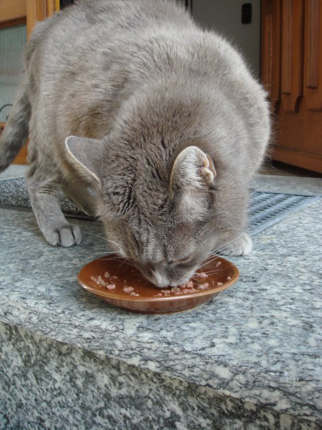 Picture of a cat / kitten / feline