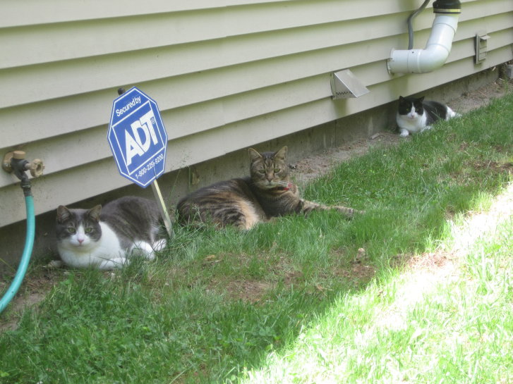 Picture of a cat / kitten / feline