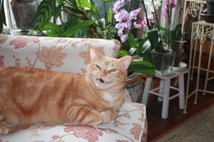 Picture of a cat / kitten / feline