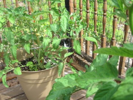 Picture of a cat / kitten / feline