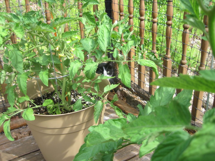 Picture of a cat / kitten / feline