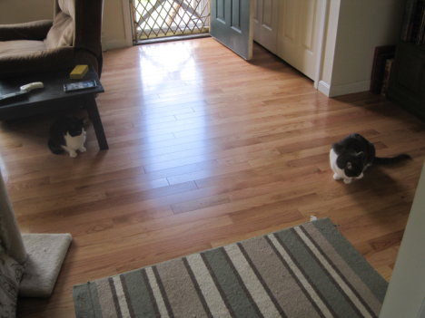 Picture of a cat / kitten / feline