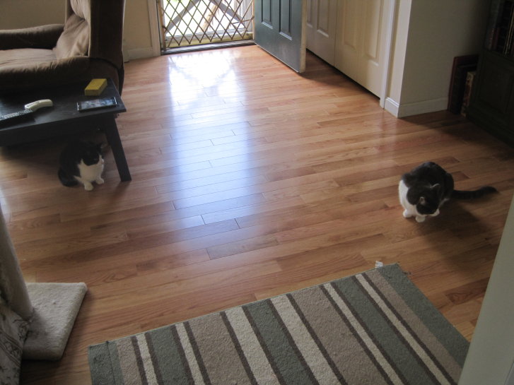 Picture of a cat / kitten / feline