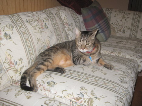 Picture of a cat / kitten / feline