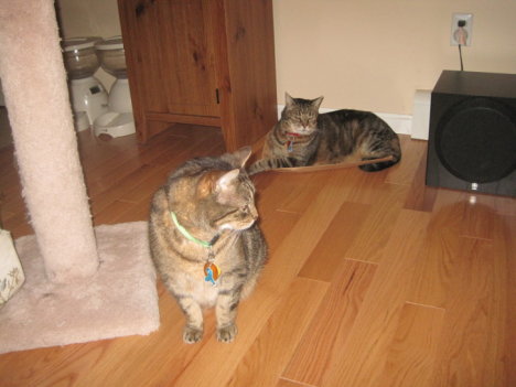 Picture of a cat / kitten / feline