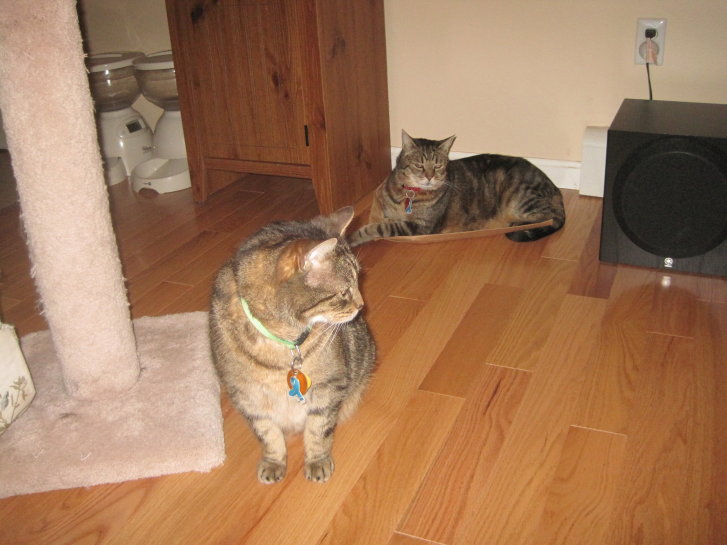 Picture of a cat / kitten / feline