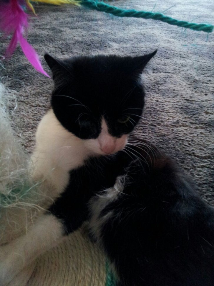 Picture of a cat / kitten / feline