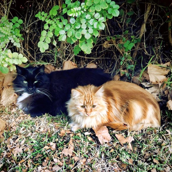 Picture of a cat / kitten / feline