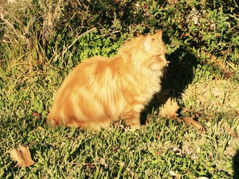 Picture of a cat / kitten / feline