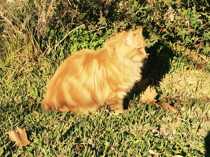 Picture of a cat / kitten / feline