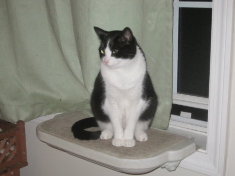 Picture of a cat / kitten / feline