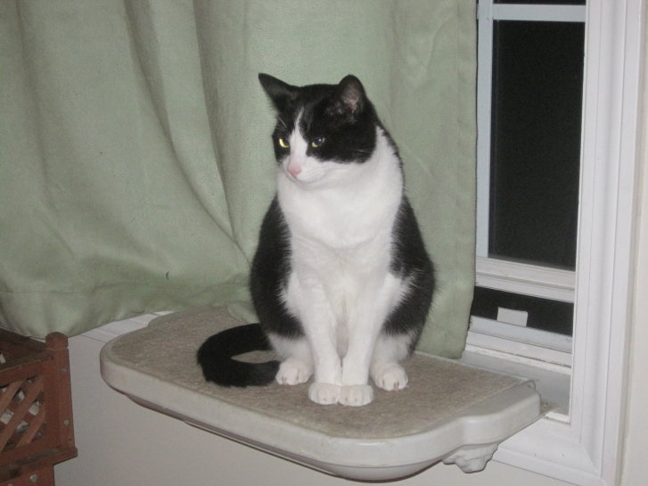 Picture of a cat / kitten / feline