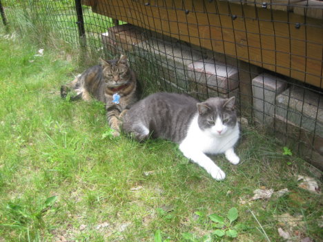 Picture of a cat / kitten / feline