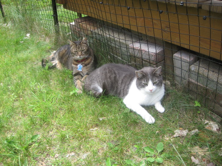 Picture of a cat / kitten / feline