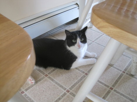 Picture of a cat / kitten / feline