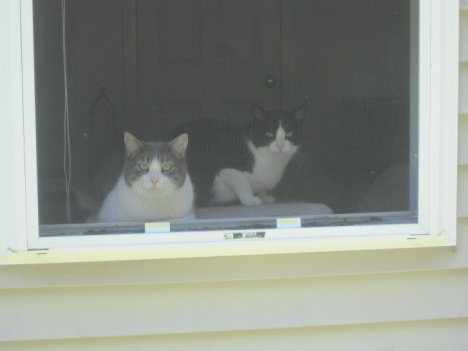 Picture of a cat / kitten / feline